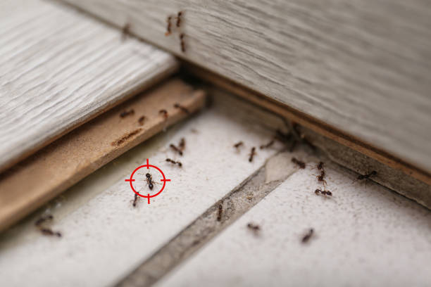 Bird Control in Whitehall, MI